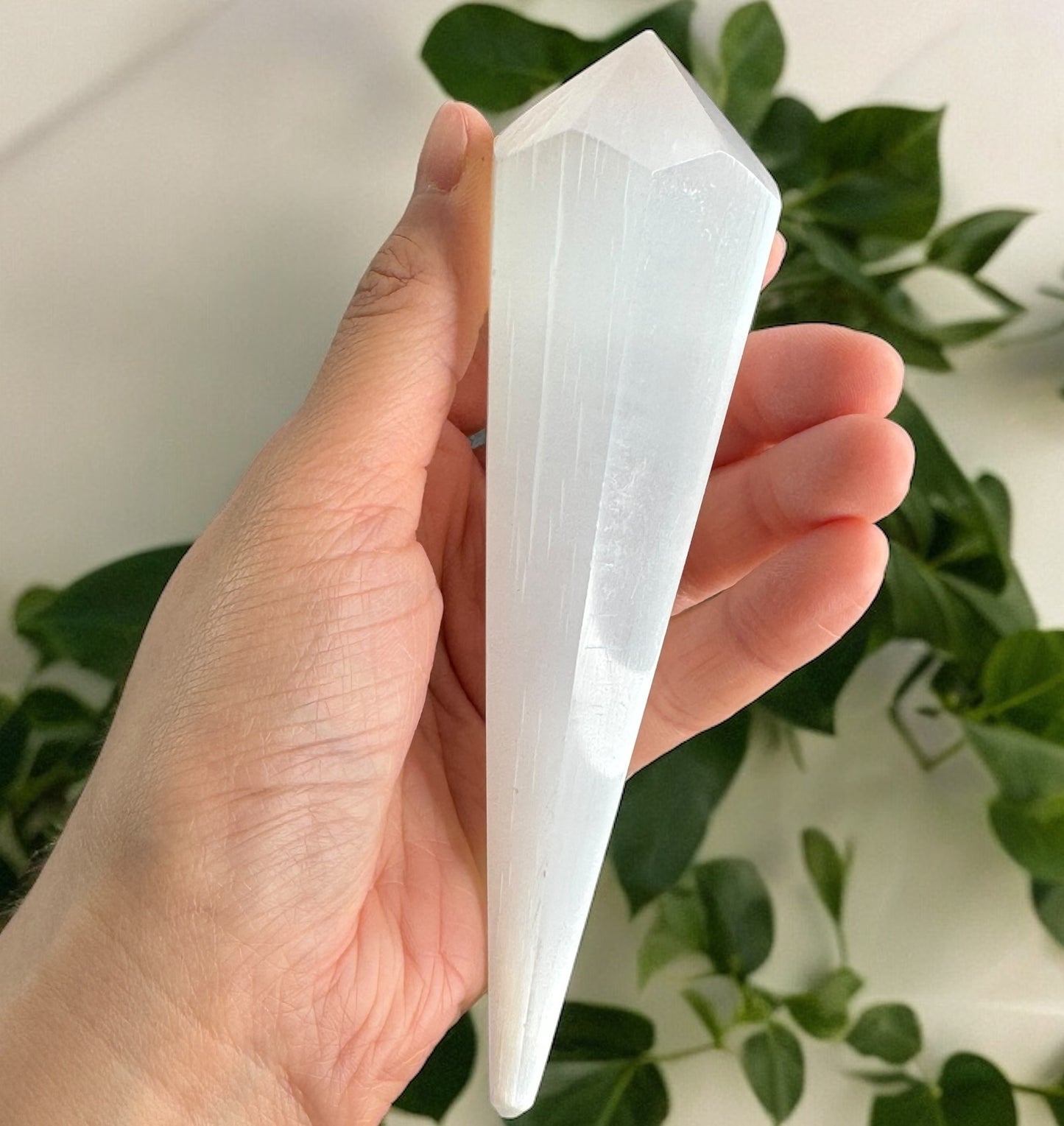 透石膏盤,圓形(小)